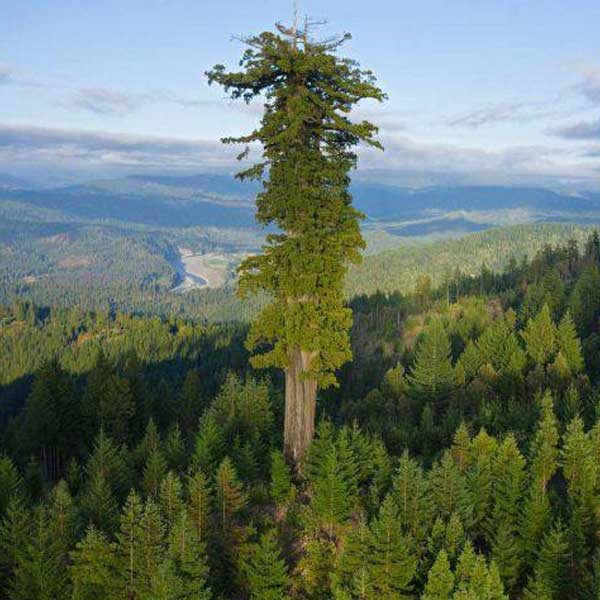 cel-mai-mare-copac-din-lume